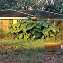 36538-11prattdr2006crop.jpg